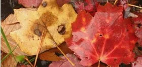 Fall Leaf Clean Up Options